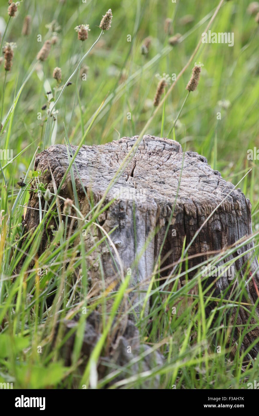 Dry tree stump among weeds Stock Photo - Alamy