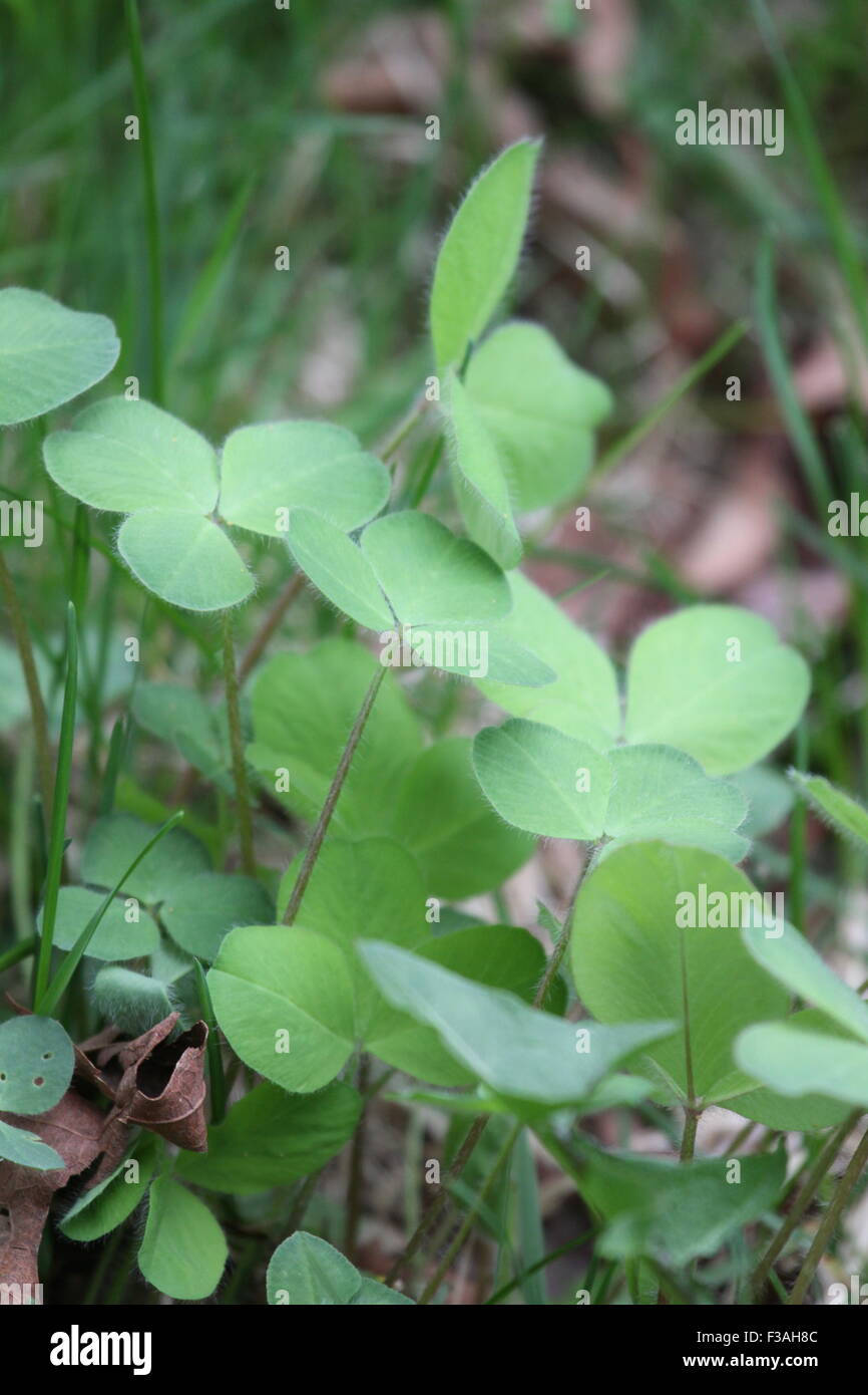 Clover and grass growing in soil Stock Photo Alamy