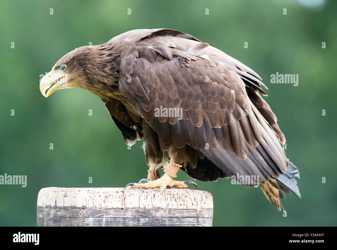 Golden eagle at the International bird of prey centre at Newent in the ...