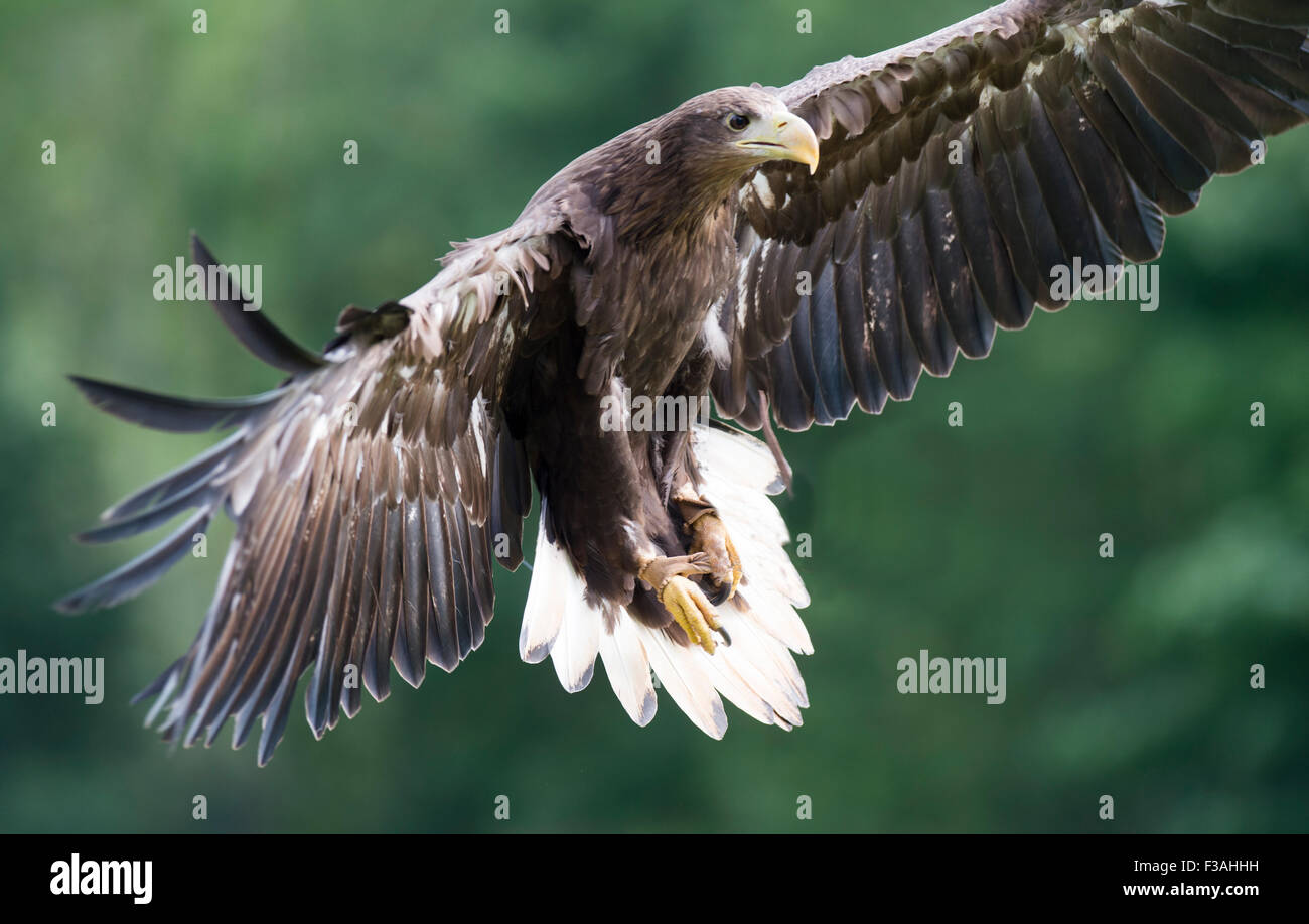 Golden Eagle At The International Bird Of Prey Centre At