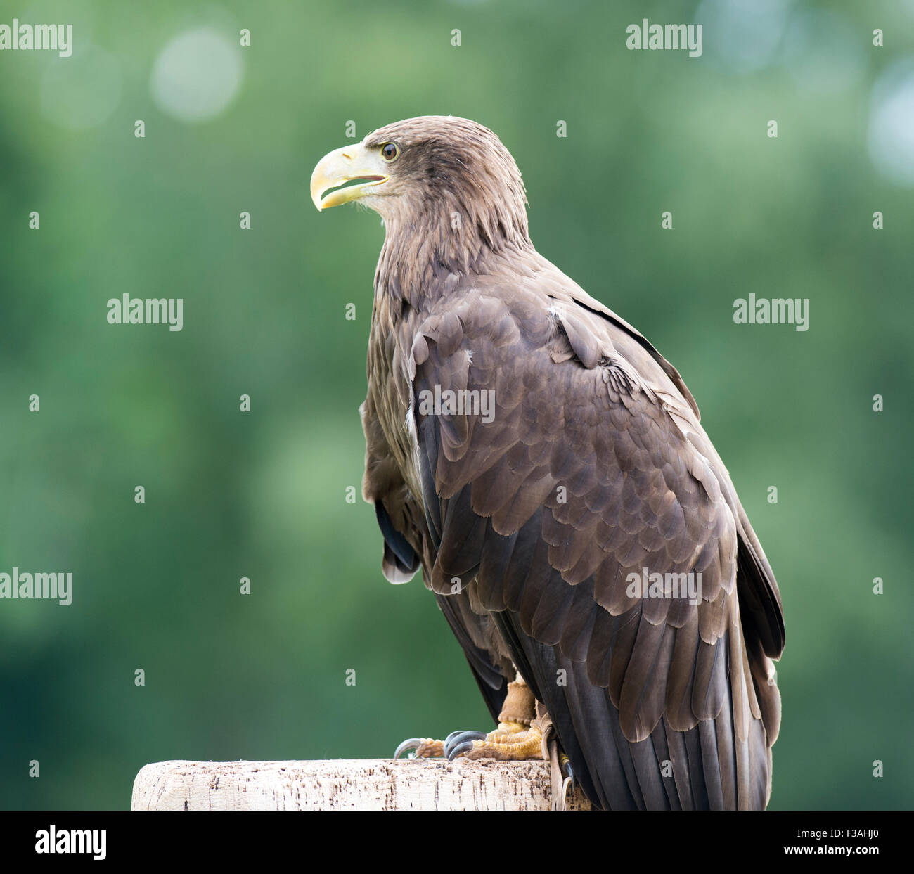 80 W Golden Eagle Santa Fe Nm 87506 Sothebys