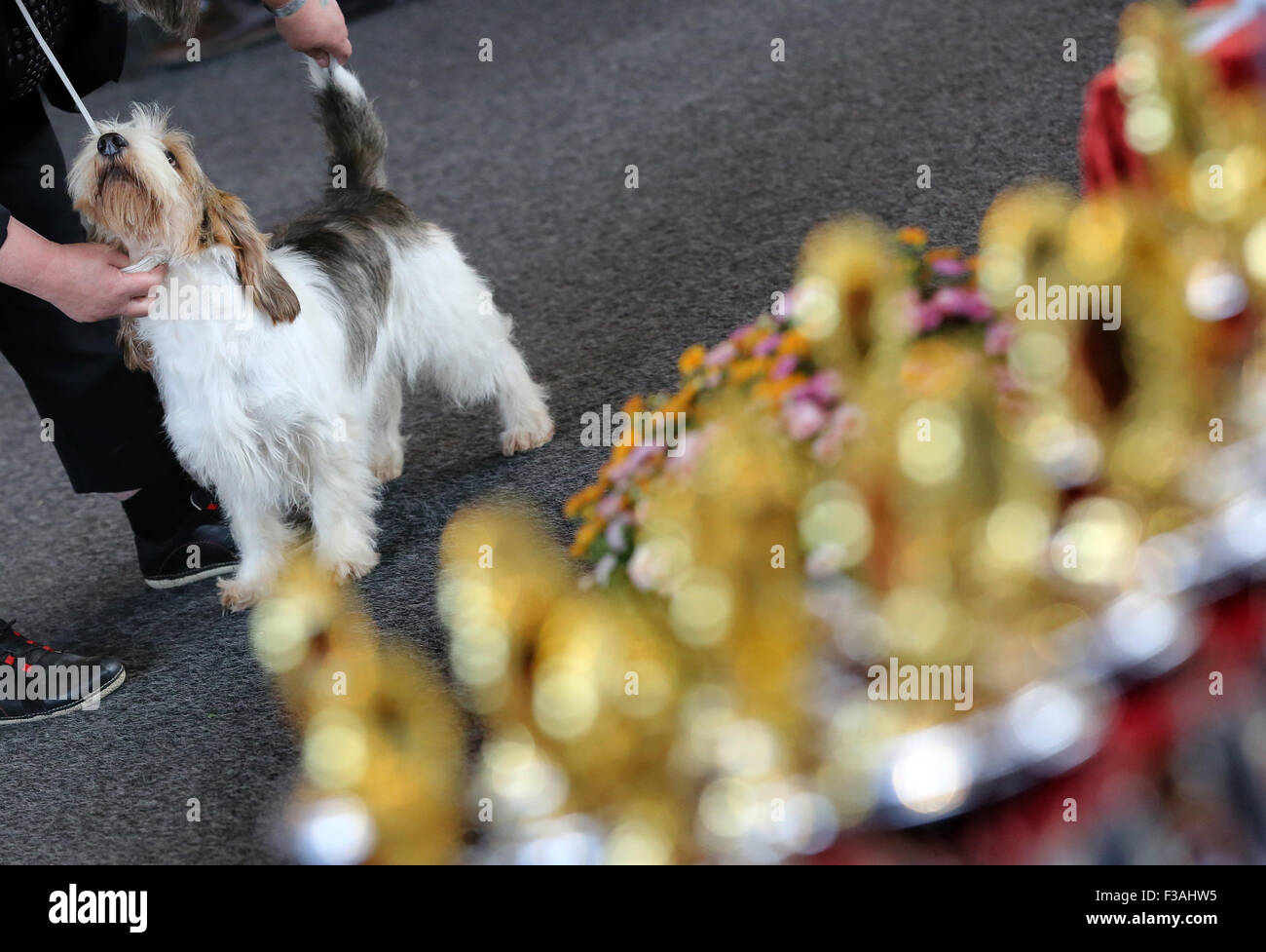 Rostock, Germany. 03rd Oct, 2015. A Petit Basset Griffon Vendeen is presented to the jury, with the trophies to be awarded pictured in the foreground, at the 12th Thoroughbred Dog Show in Rostock, Germany, 03 October 2015. Some 2,000 dogs of 247 different breeds will be showcased during the two-day trade fair in Rostock. Photo: BERND WUESTNECK/dpa/Alamy Live News Stock Photo