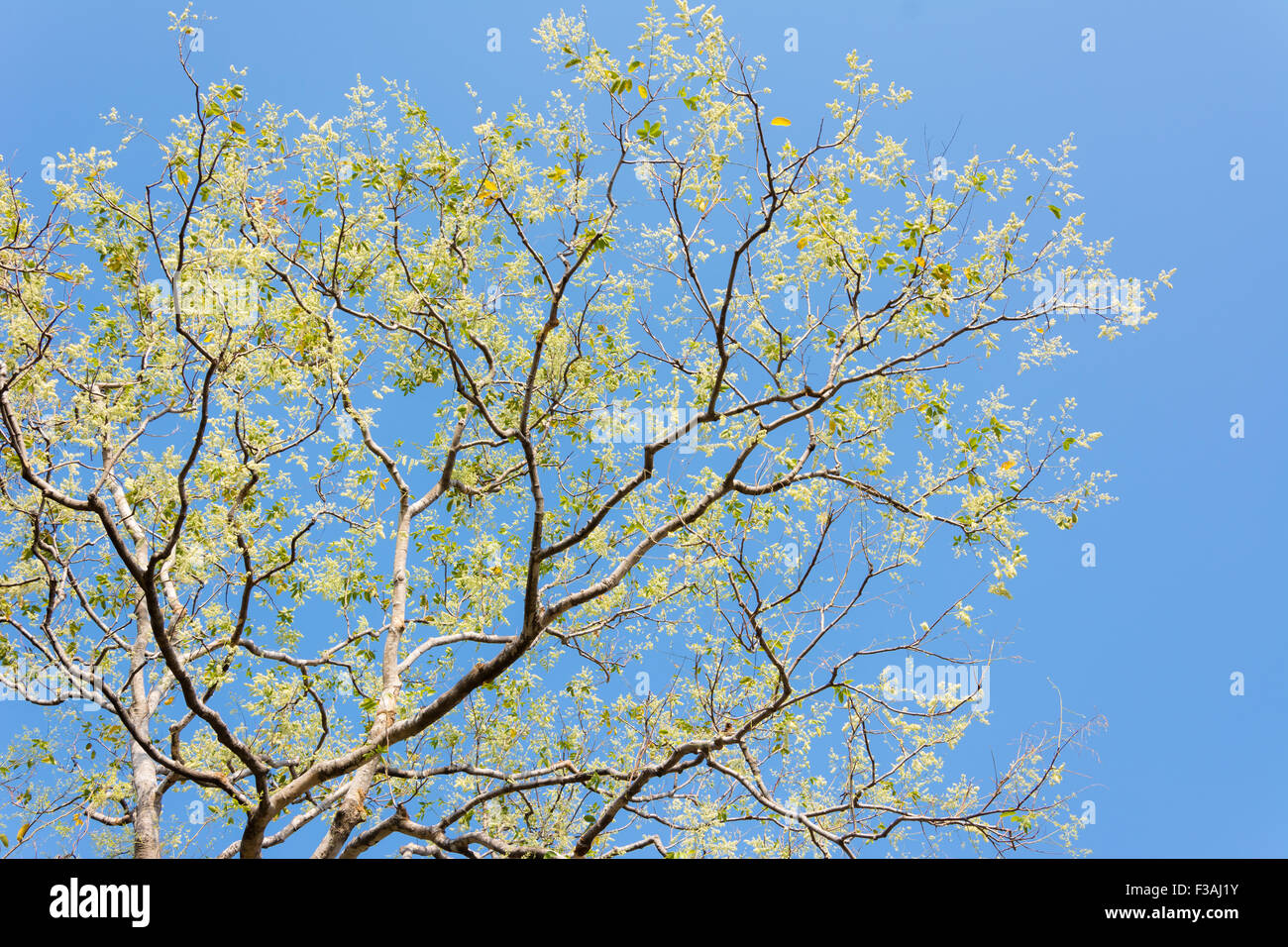 Tree branches isolated on the blue sky background Stock Photo