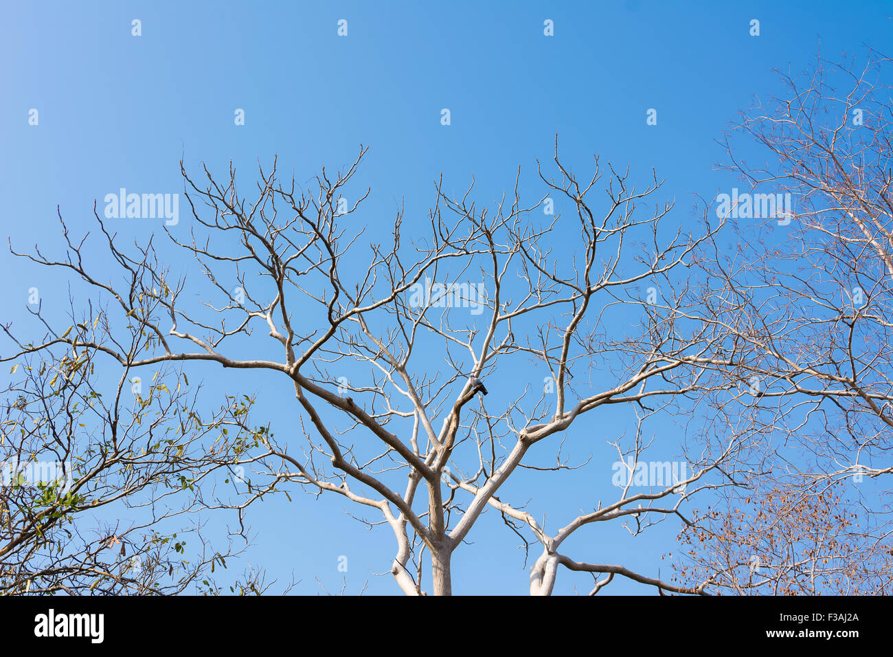 Tree branches isolated on the blue sky background Stock Photo - Alamy