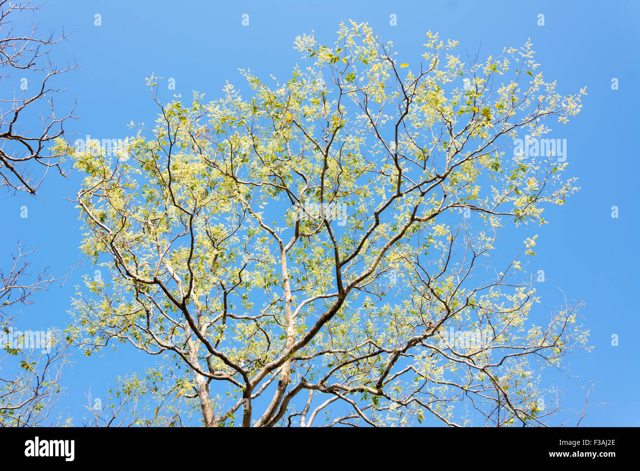 Tree branches isolated on the blue sky background Stock Photo