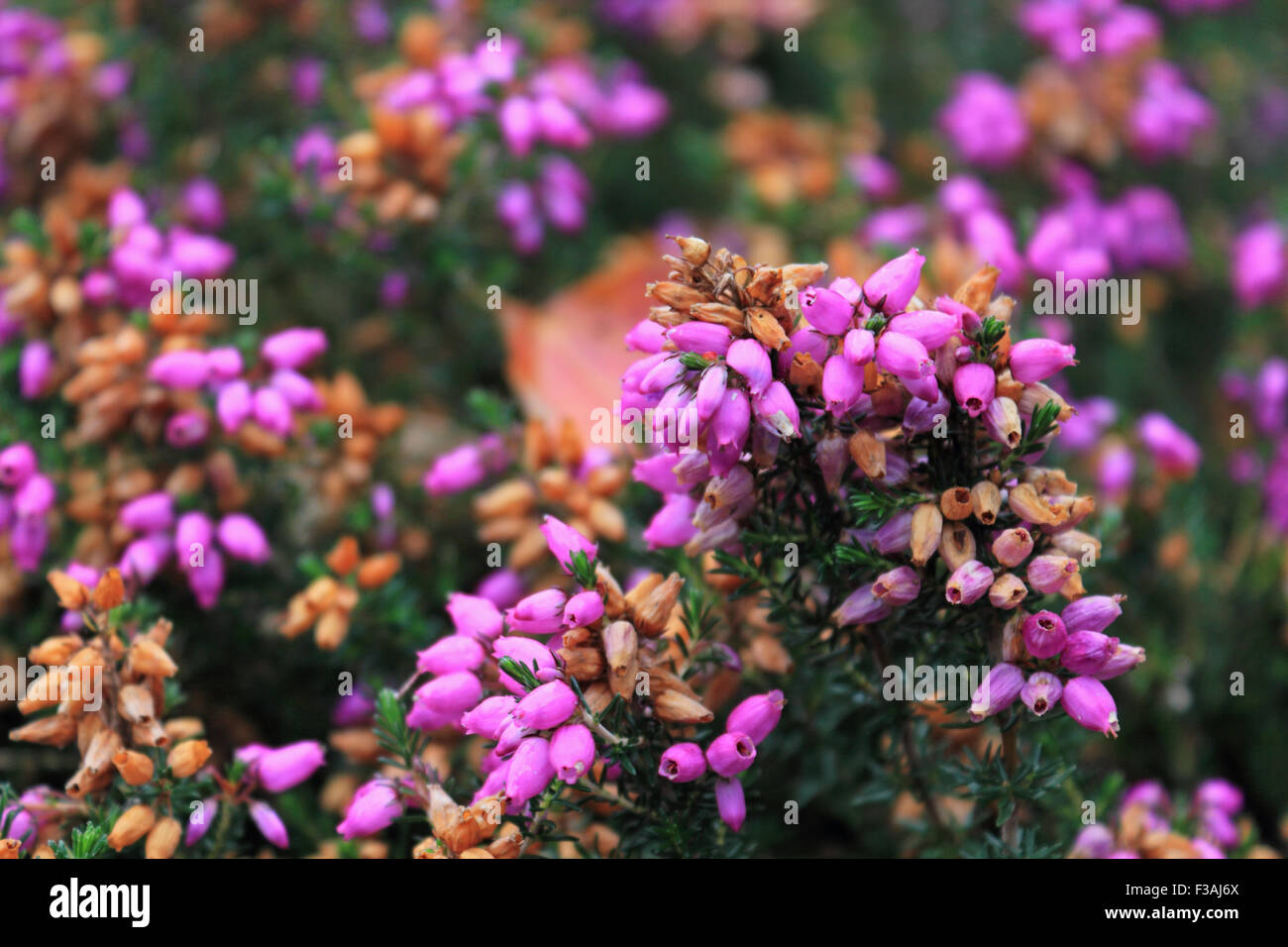 Wisley Gardens, Surrey, UK. 4th October 2015. Erica cinerea commonly known as heather, is a perennial low growing shrub which provides good autumn colour. This purple variety Purple Beauty is growing at RHS Wisley Gardens, Surrey, UK. Credit:  Julia Gavin UK/Alamy Live News Stock Photo
