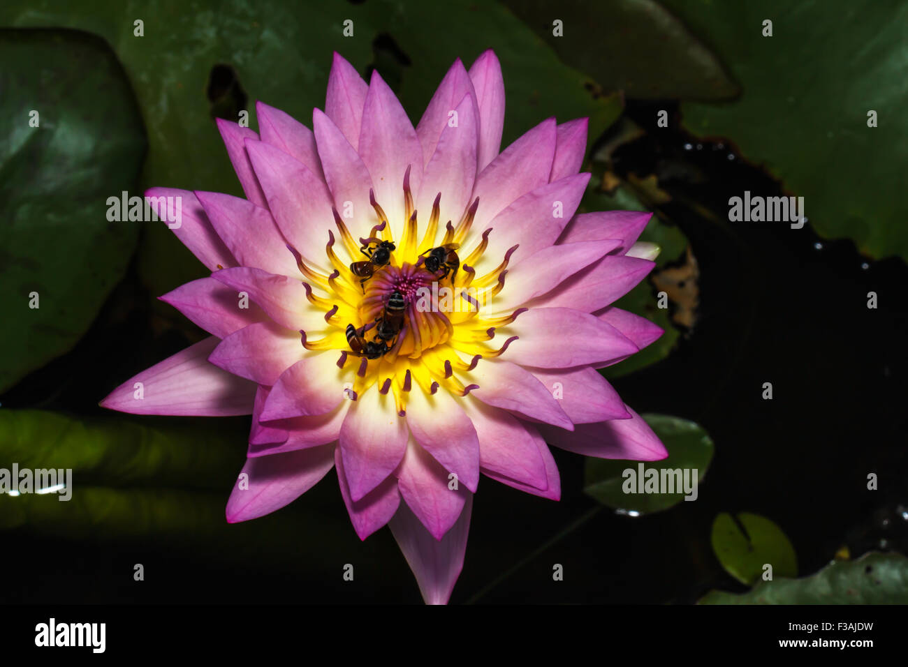 water lily in pond close up Stock Photo - Alamy