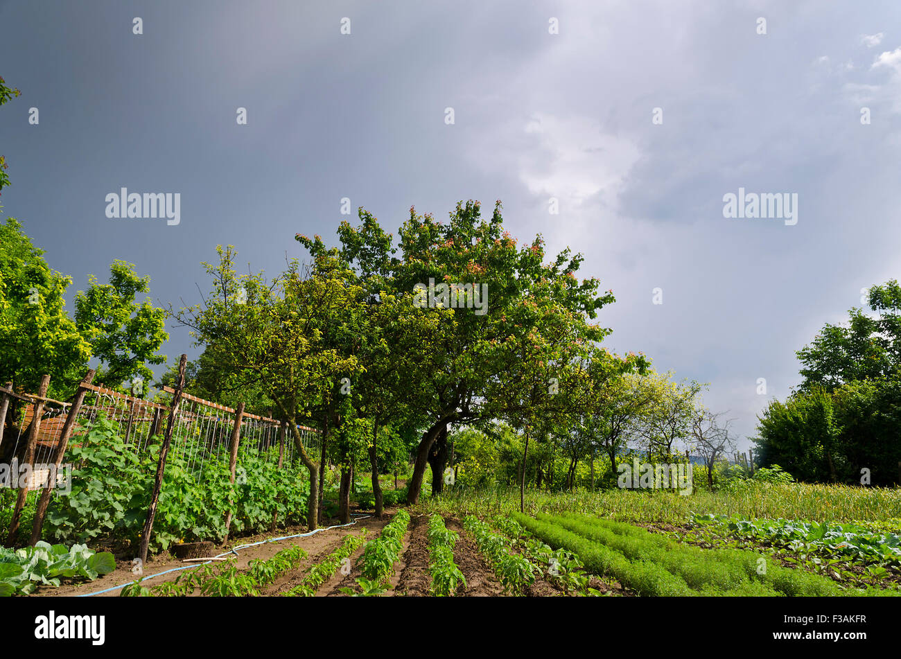 Growing bio vegetables in the northern Bulgaria in the summer Stock Photo