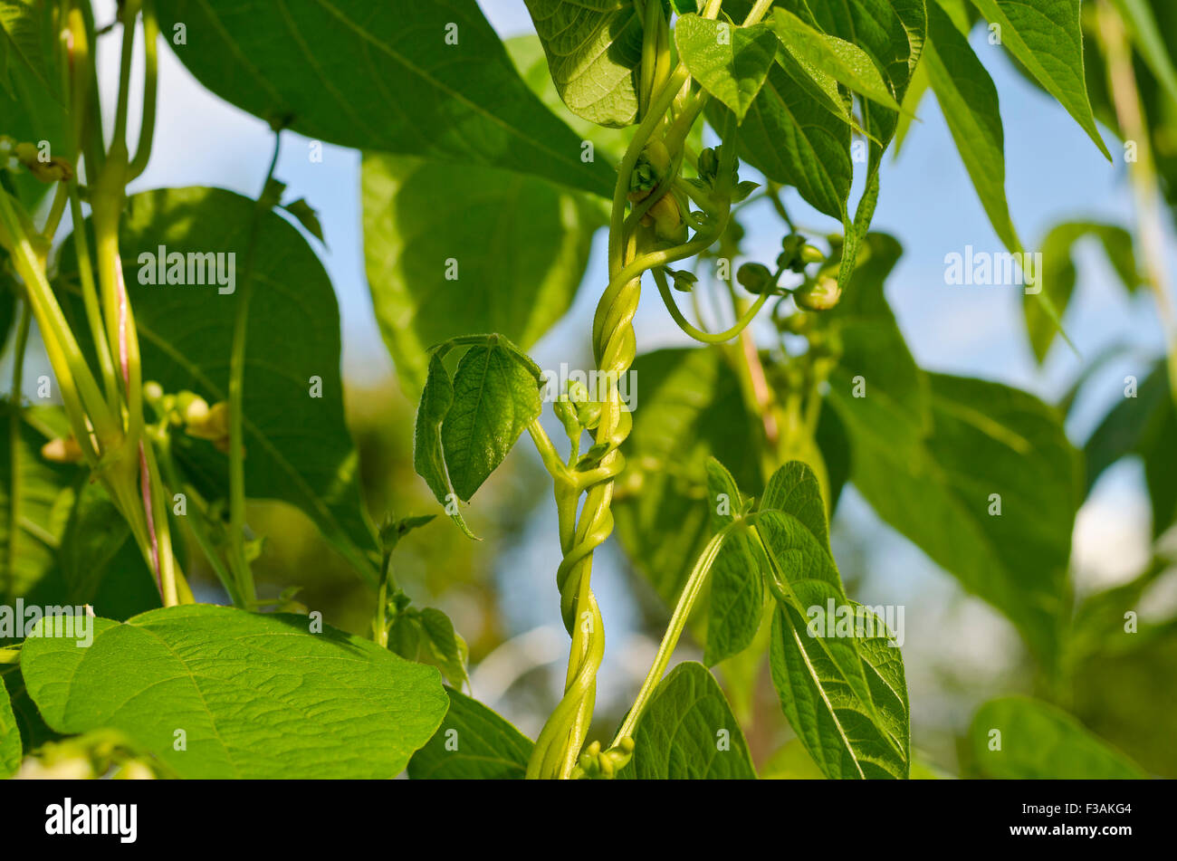 Young stalks of a string bean in the garden Stock Photo