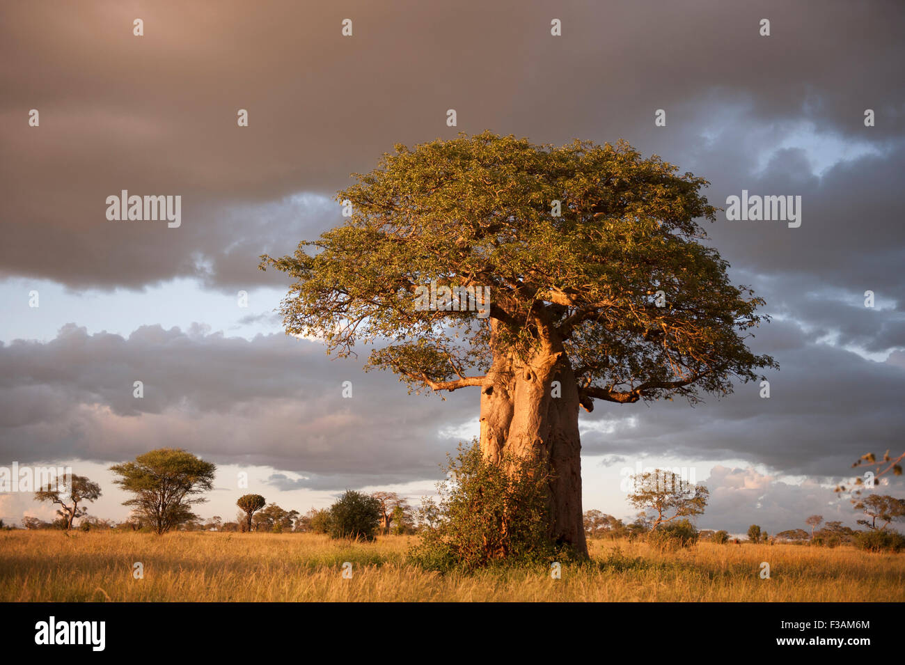 Baobab Stock Photo