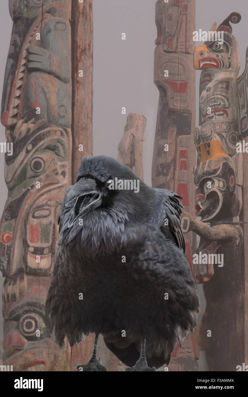 Raven in Nimpkish Clan burial ground, Cormorant Isle, British Columbia, Canada. Stock Photo