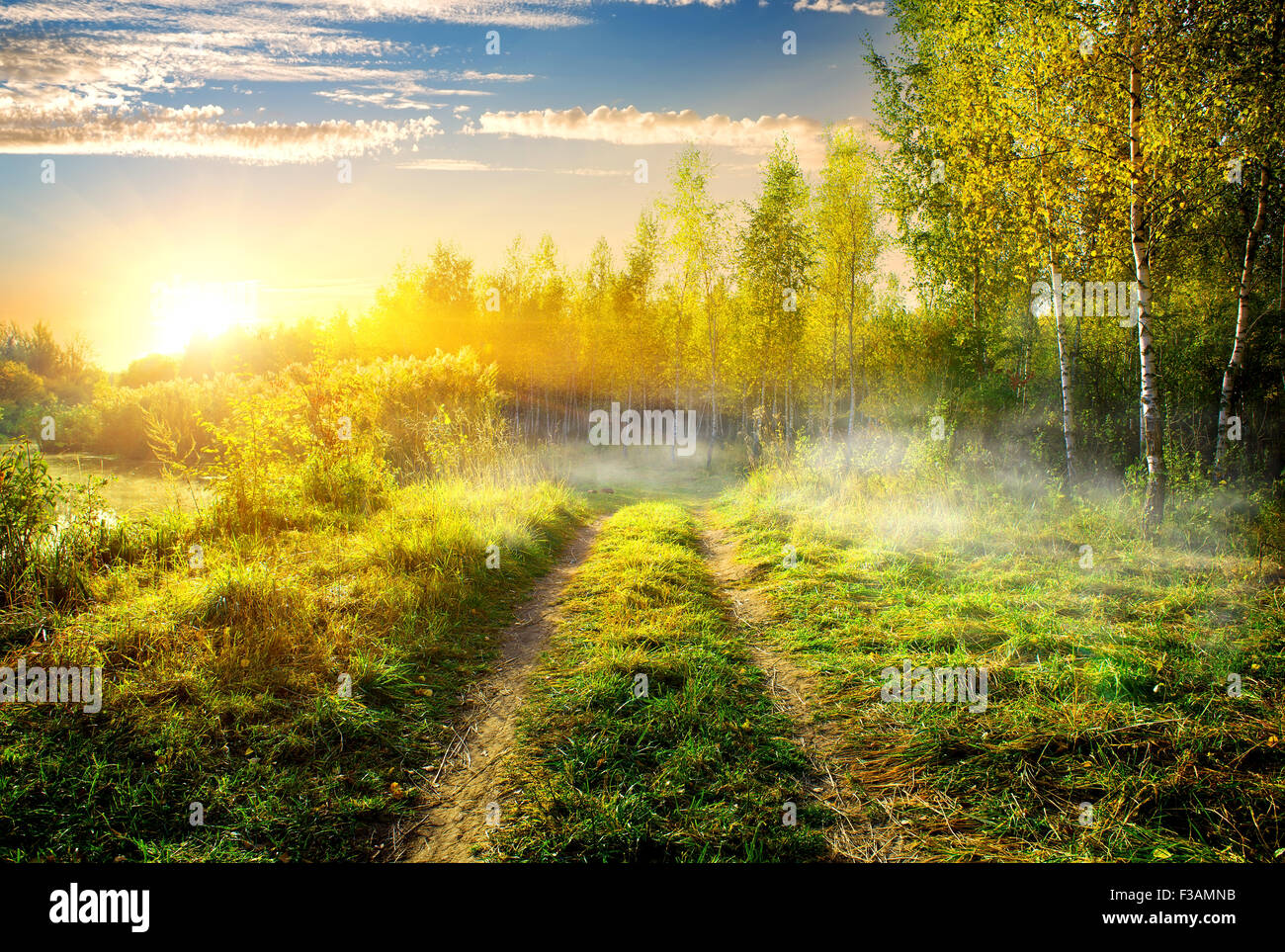 Fog over country road in birch grove Stock Photo - Alamy
