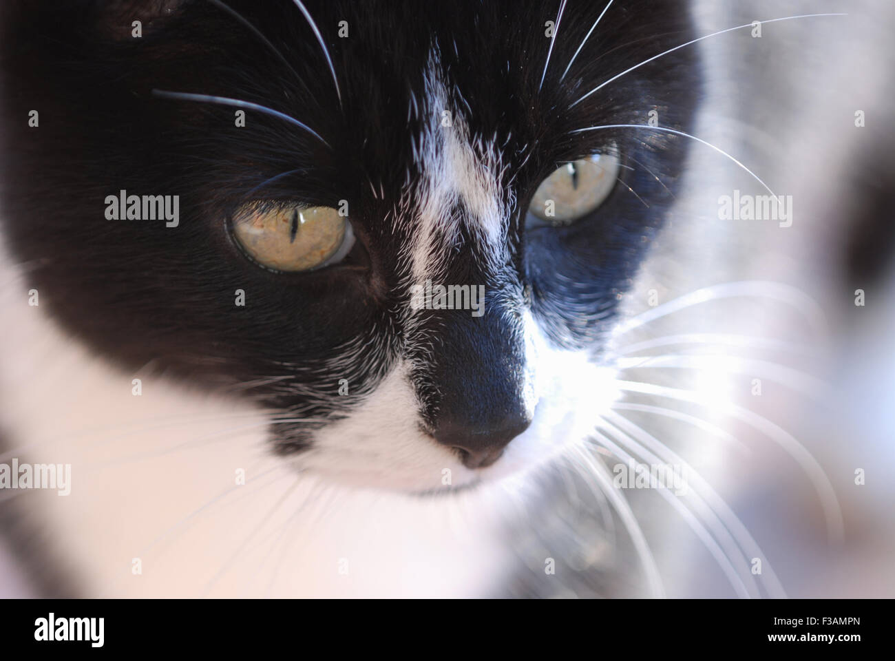 Black & white cat, portrait Stock Photo