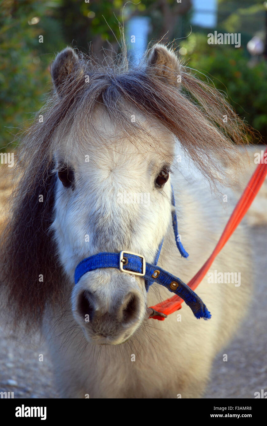 Falabella miniature horse, portrait. The falabella is one of the smallest horse breeds in the world. Stock Photo
