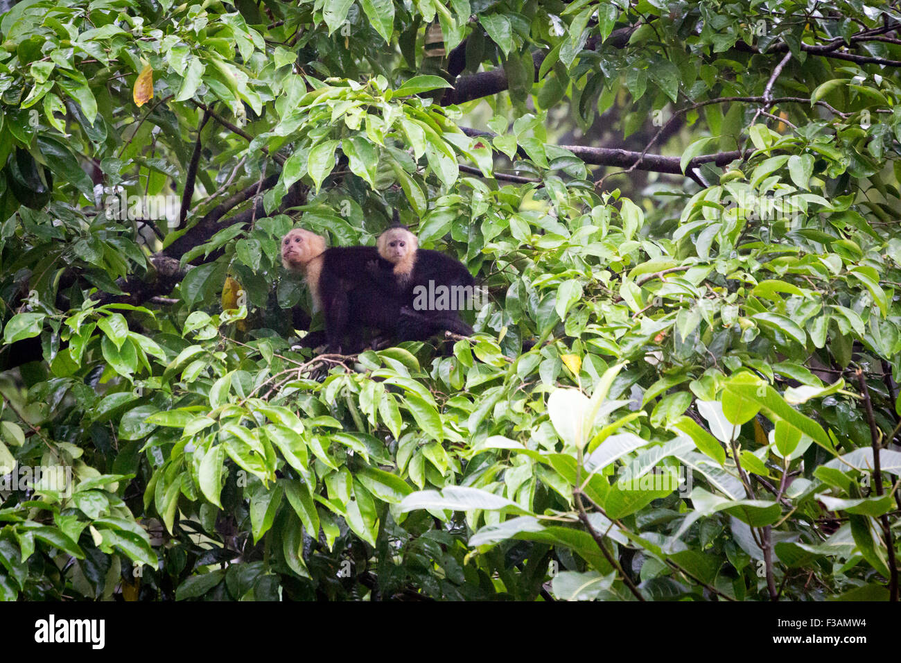 Costa Rica, Tortuguero National Park. White Faced Capuchin Monkey with his babe into the rainforest Stock Photo