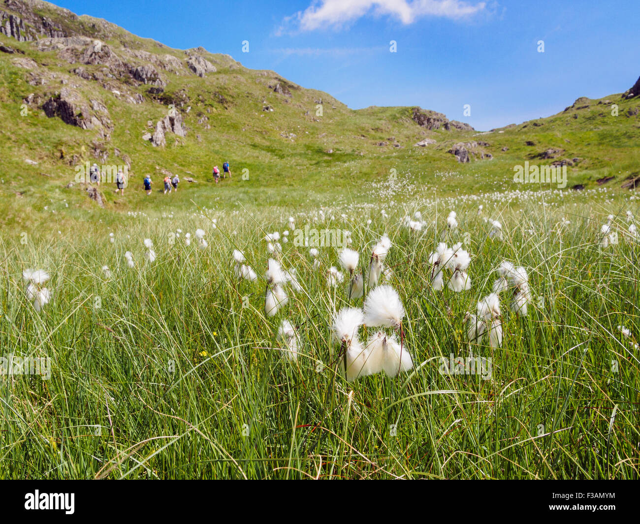 Common cotton grass Eriophorum angustifolium growing in upland bog with hikers beyond in hills of Snowdonia in summer. Gwynedd Wales UK Britain Stock Photo