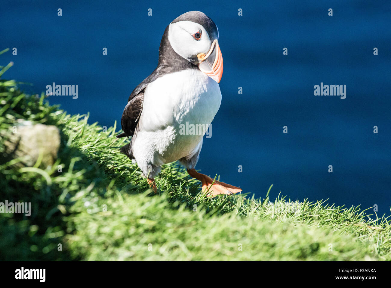 Atlantic Puffins on cliffs Stock Photo Biology Diagrams