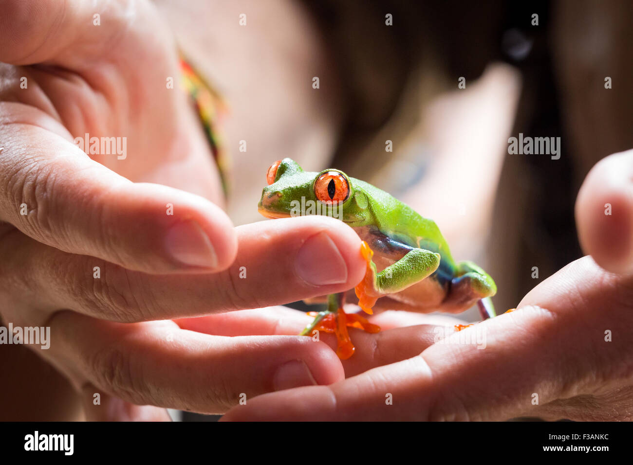 Costa Rica, Red Eyed Tree Frog in the hands of a guide in Tortuguero National Park Stock Photo