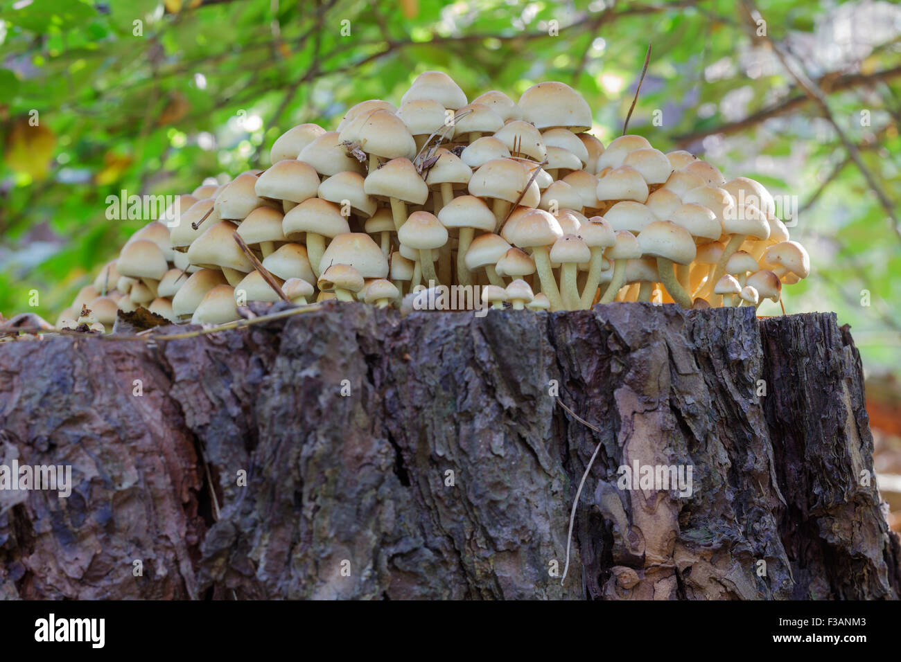 Sulphur Tuft (Hypholoma fasiculare) Stock Photo