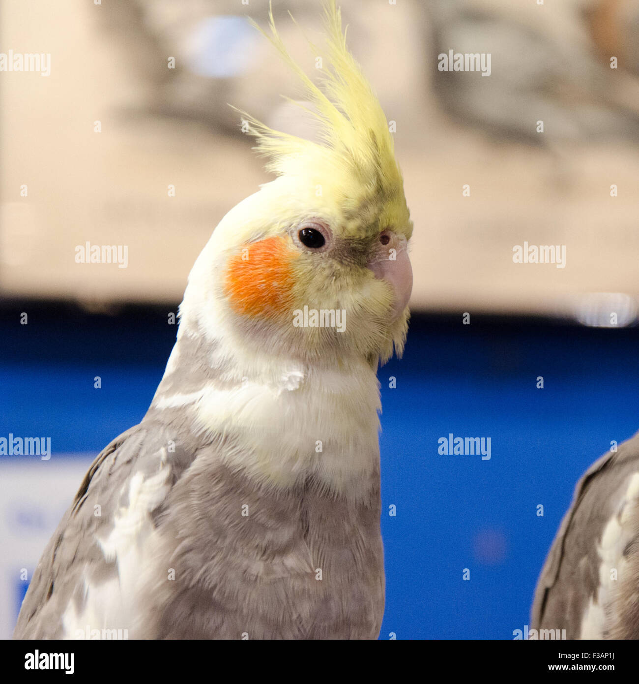 Cute parrot hi-res stock photography and images - Alamy