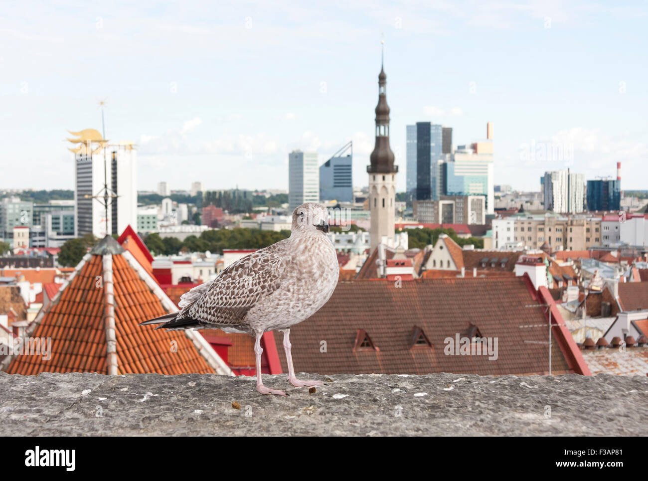 Seagull fly in front of the panorama of Tallinn Old Town, Estonia Stock Photo