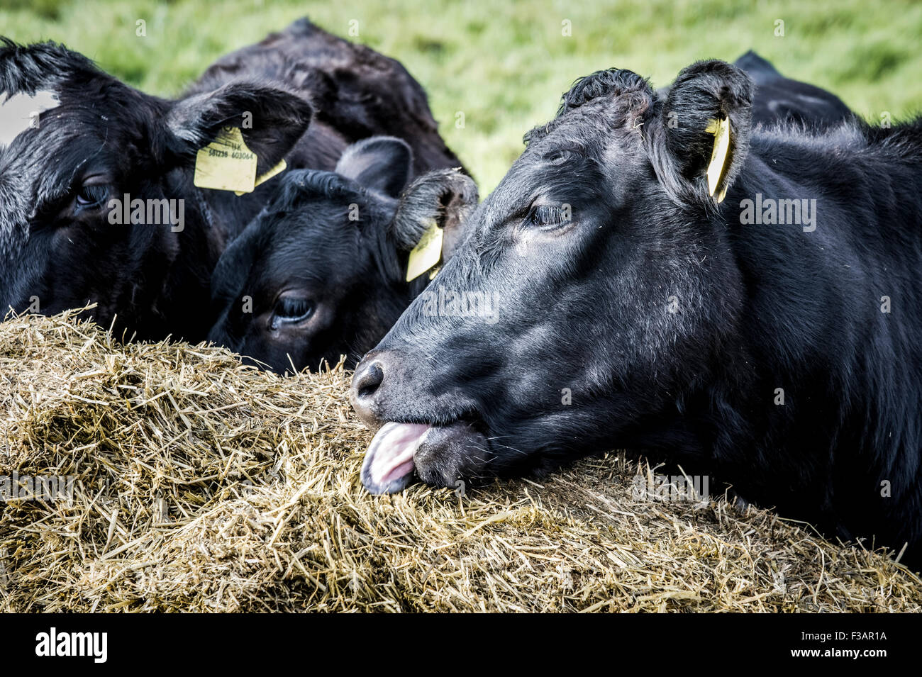 Calves, young calves feeding Stock Photo Alamy