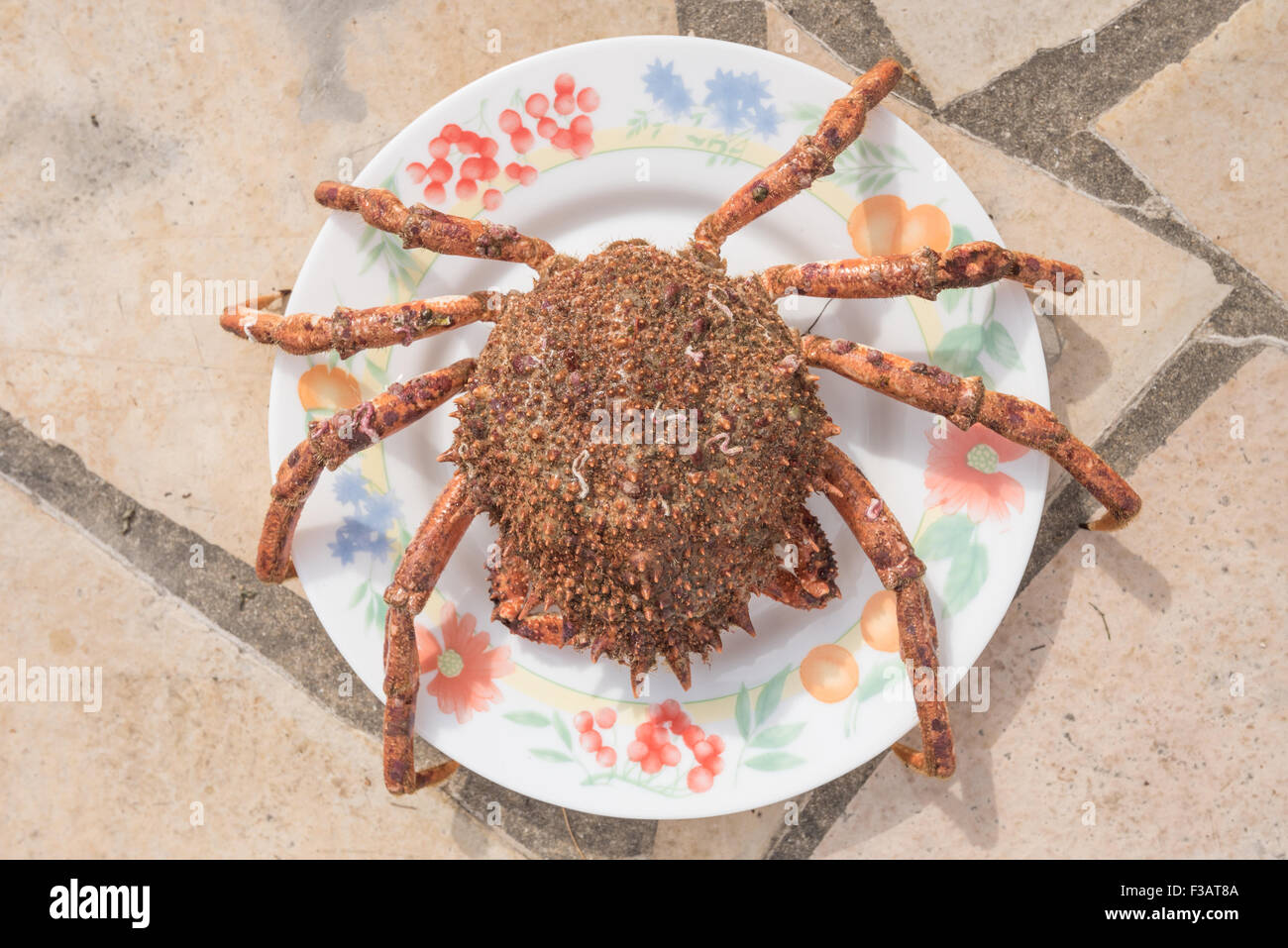 Red maja squinado spider crab in a plate Stock Photo