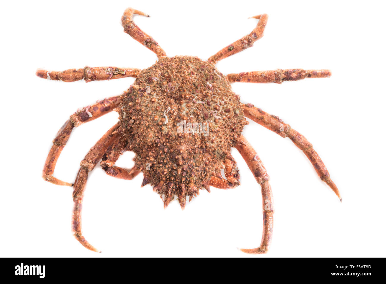 Isolated red maja squinado spider crab on a white background Stock Photo