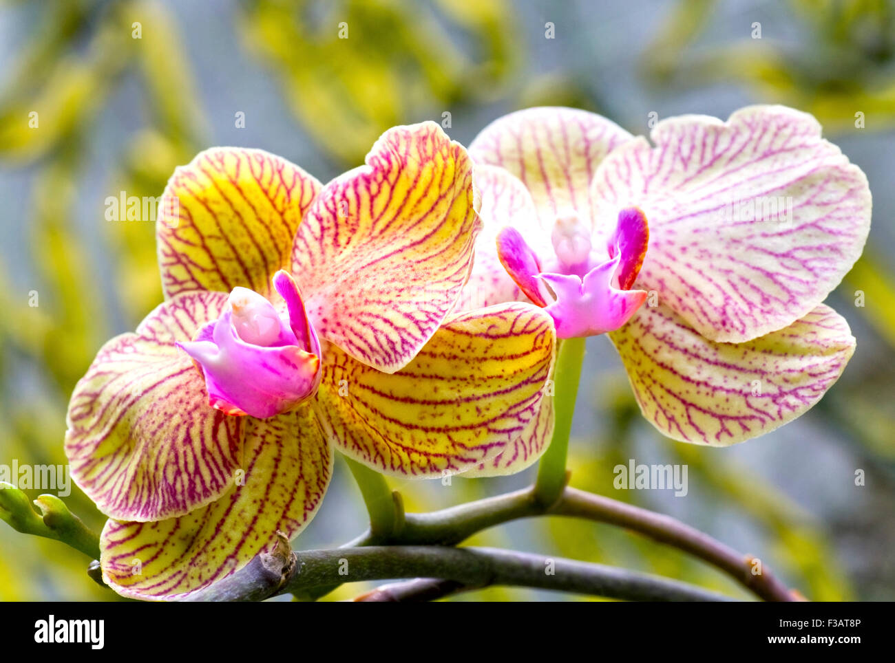 beautiful magenta-yellow  blotchy orchid flower (macro) Stock Photo