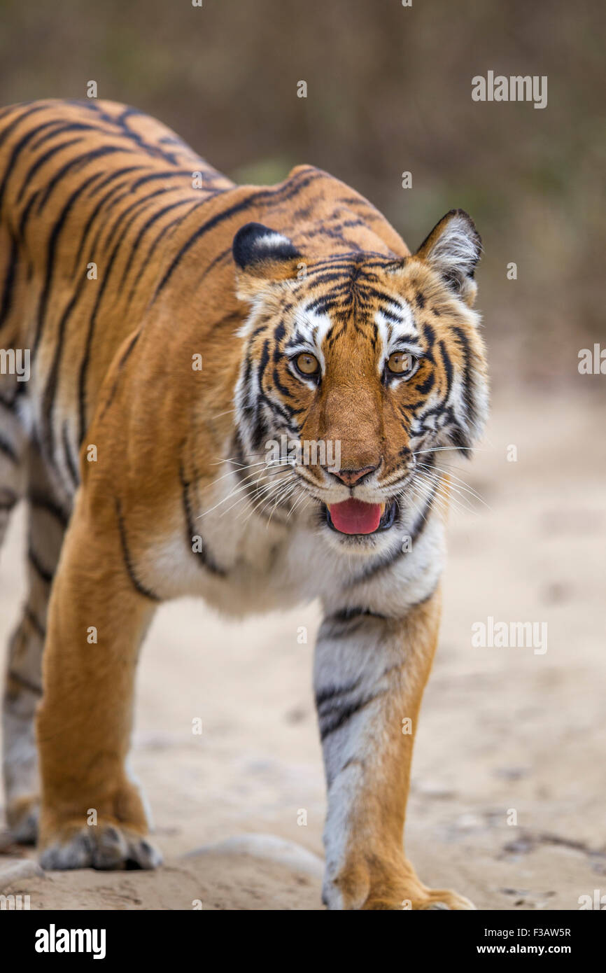A Bengal Tigress prowling in the forest of Jim Corbett National Park, India. ( Panthera Tigris ) Stock Photo