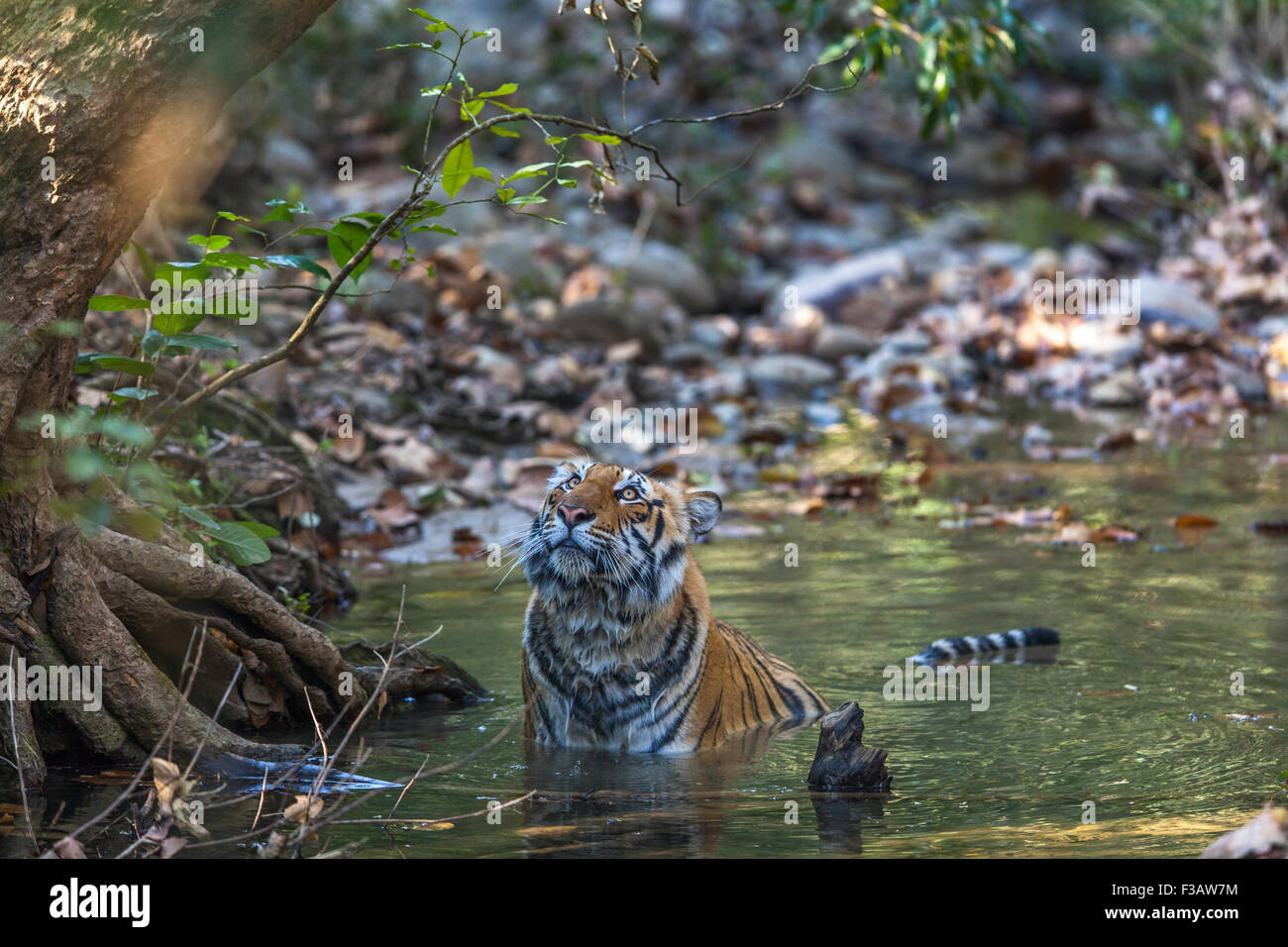 Sub adult Bengal Tiger listening alarm call of a monkey at Jim Corbett National Park, India. ( Panthera Tigris ) Stock Photo