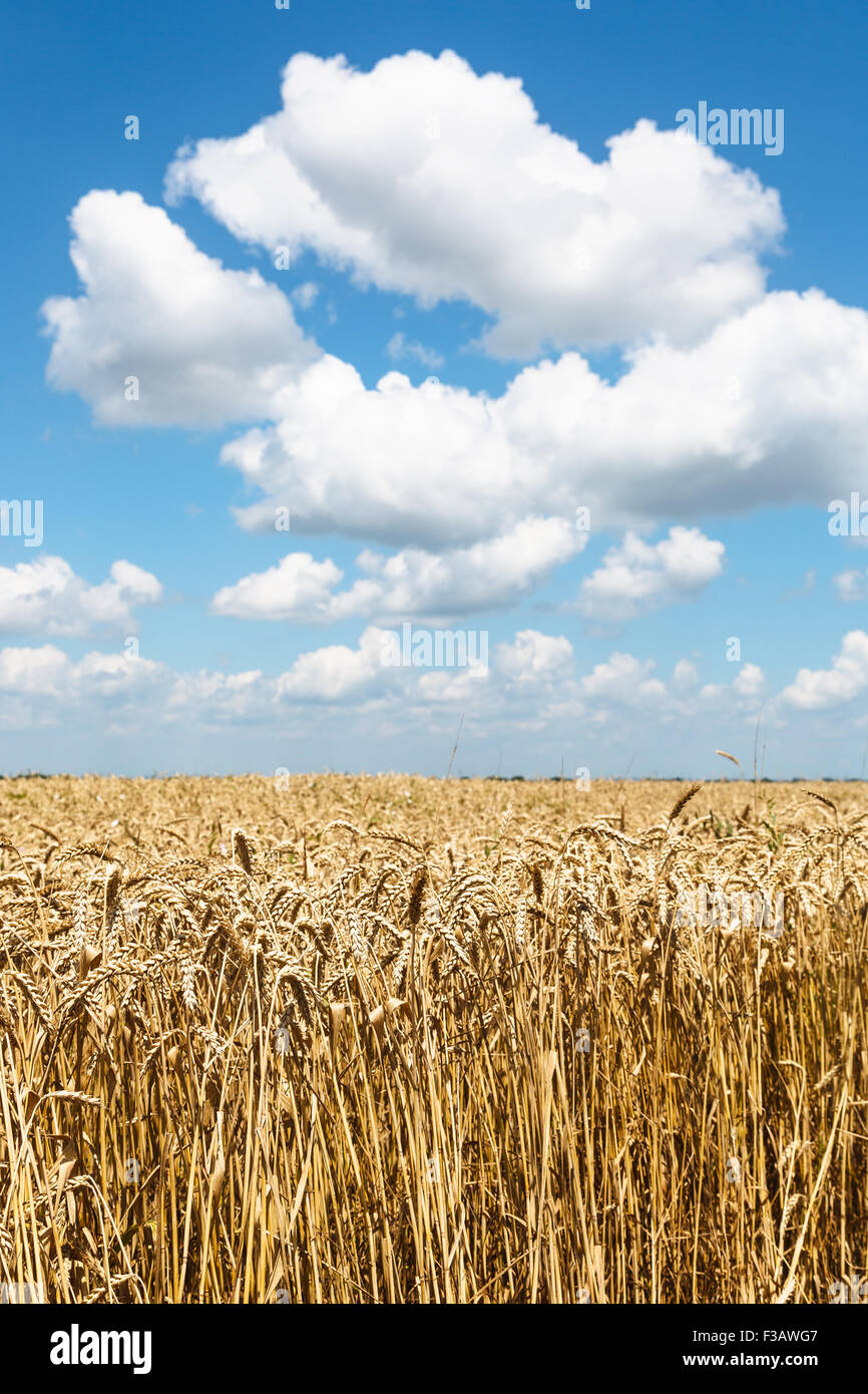 ears of ripe wheat in summer field under blue sky with white clouds ...