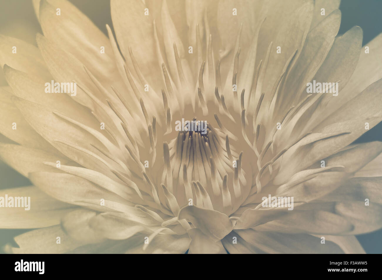 water lily in pond close up Stock Photo - Alamy