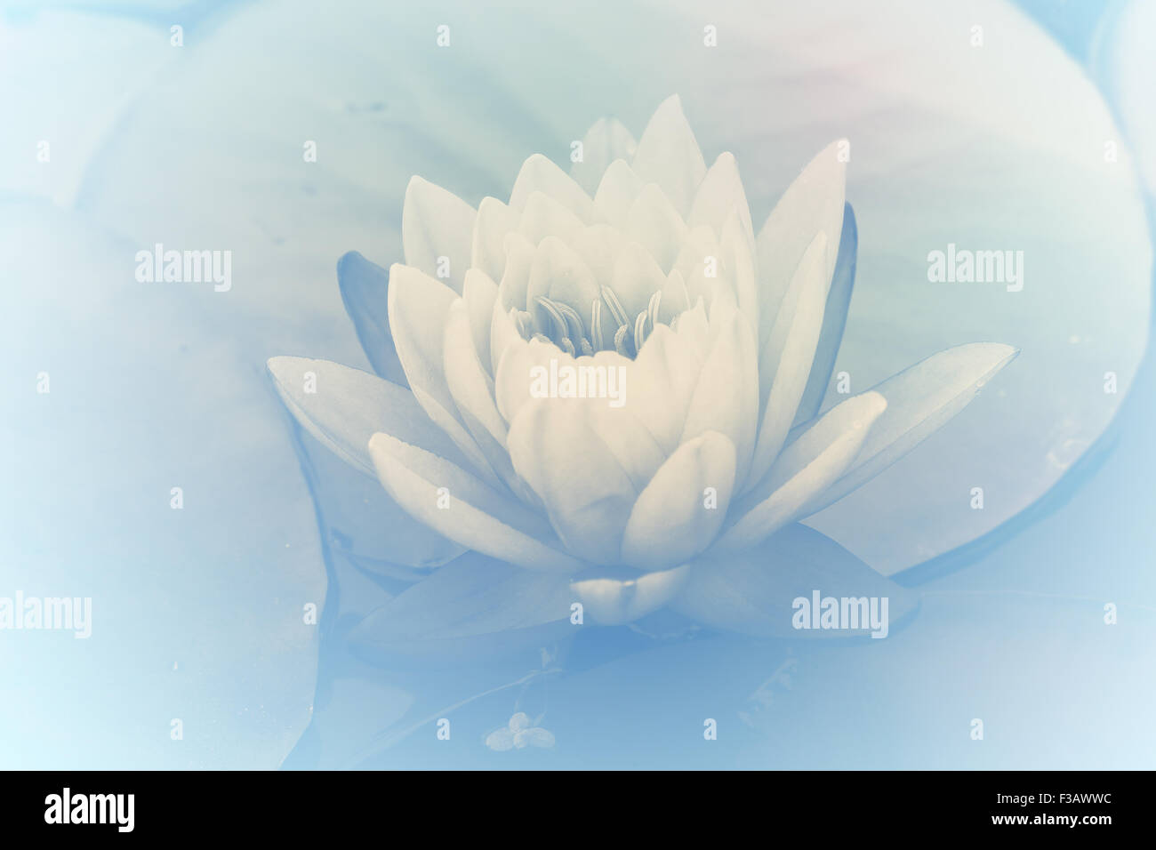 water lily in pond close up Stock Photo - Alamy