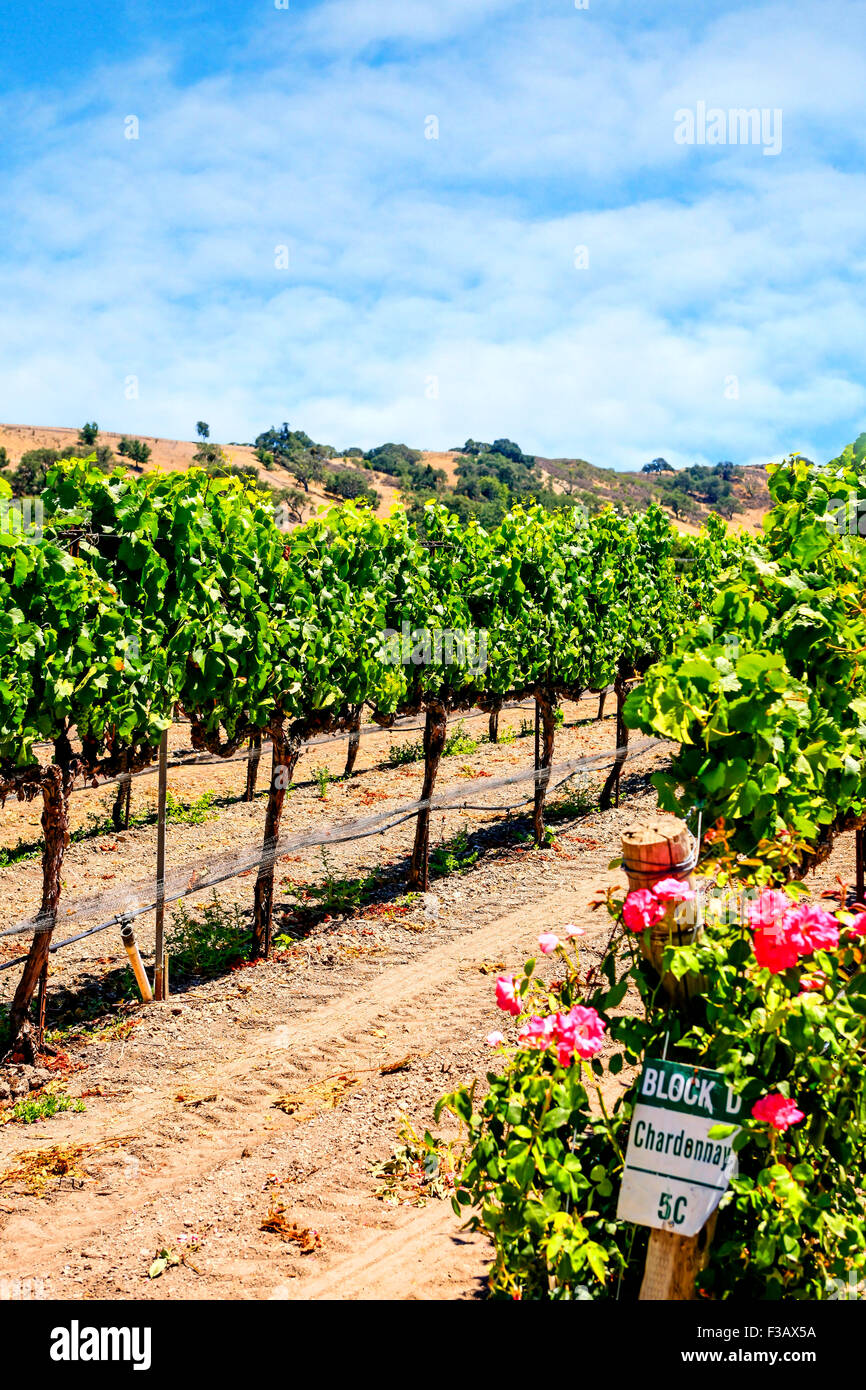Grapevines in Fess Parker Vineyard in the Foxen Canyon Wine Trai region