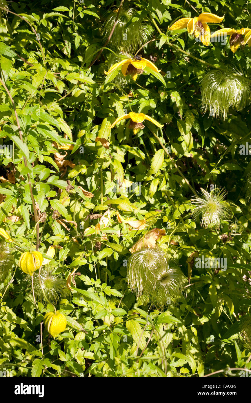 Clematis tangutica with seed heads Stock Photo