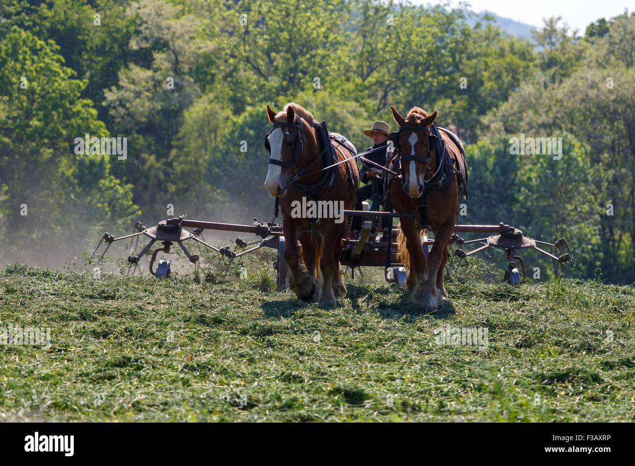 Young Amish boy working a horse drawn hay tedder Stock Photo