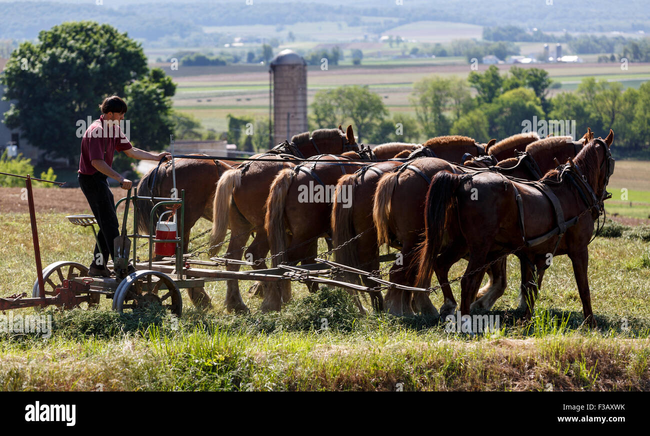 Team of six horses pulling hay baler Amish country Lancaster Pennsylvania USA Stock Photo