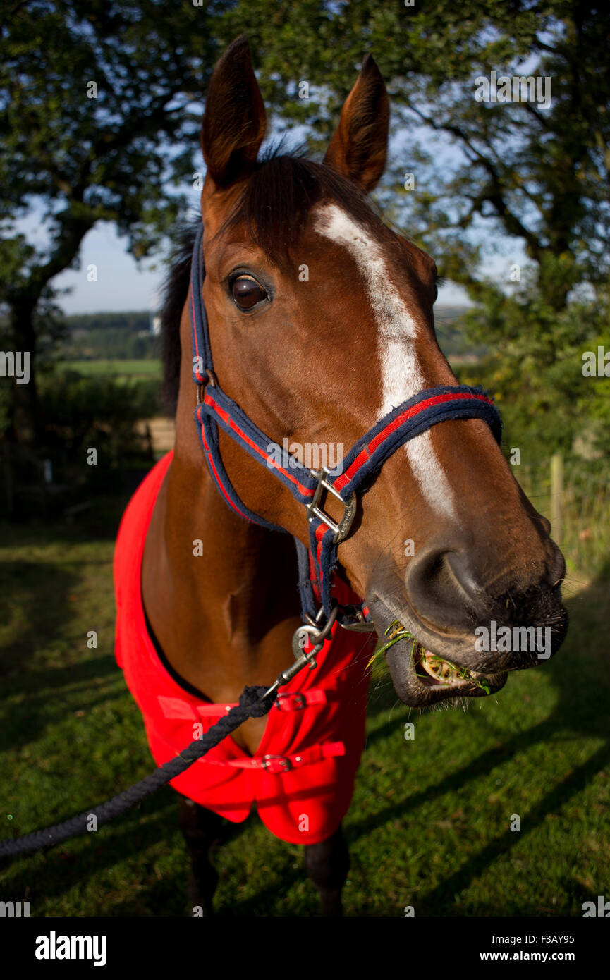 View of Horse eating grass Stock Photo - Alamy