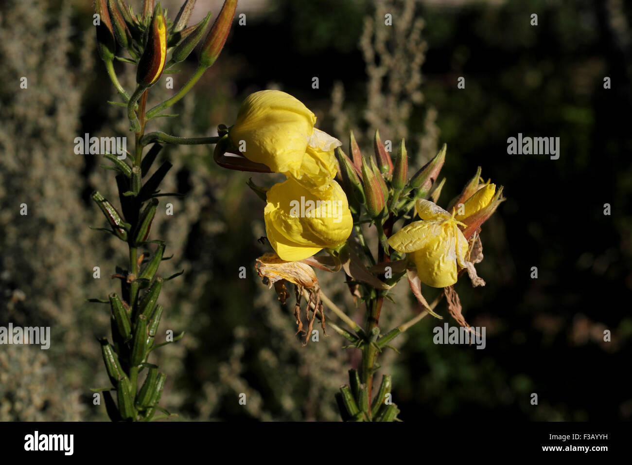 Common evening-primrose, King's  cure-all, (Oenothera biennis) in the National Park Skjoldungernes Land, Lejre, Zealand, Denmark Stock Photo