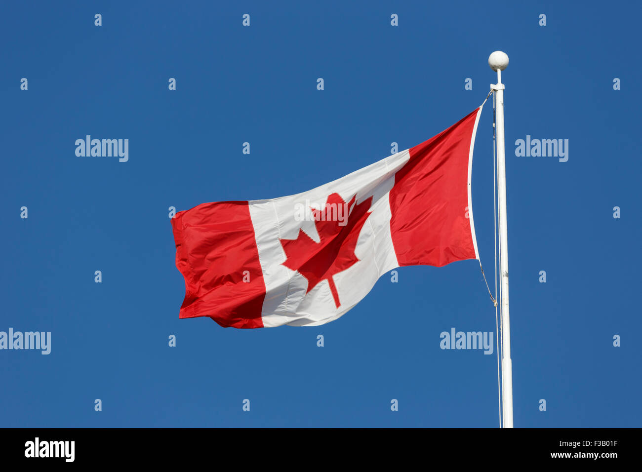 Canadian flag flying against bright blue sky known as the Maple Leaf and l'Unifolie Stock Photo