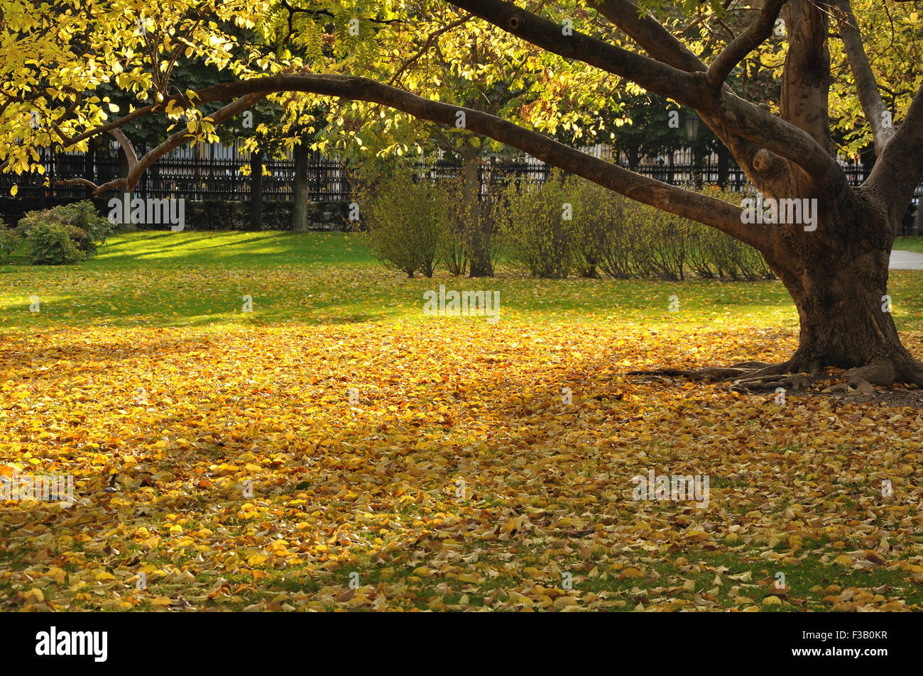 Yellow leaves on green grass under the tree Stock Photo