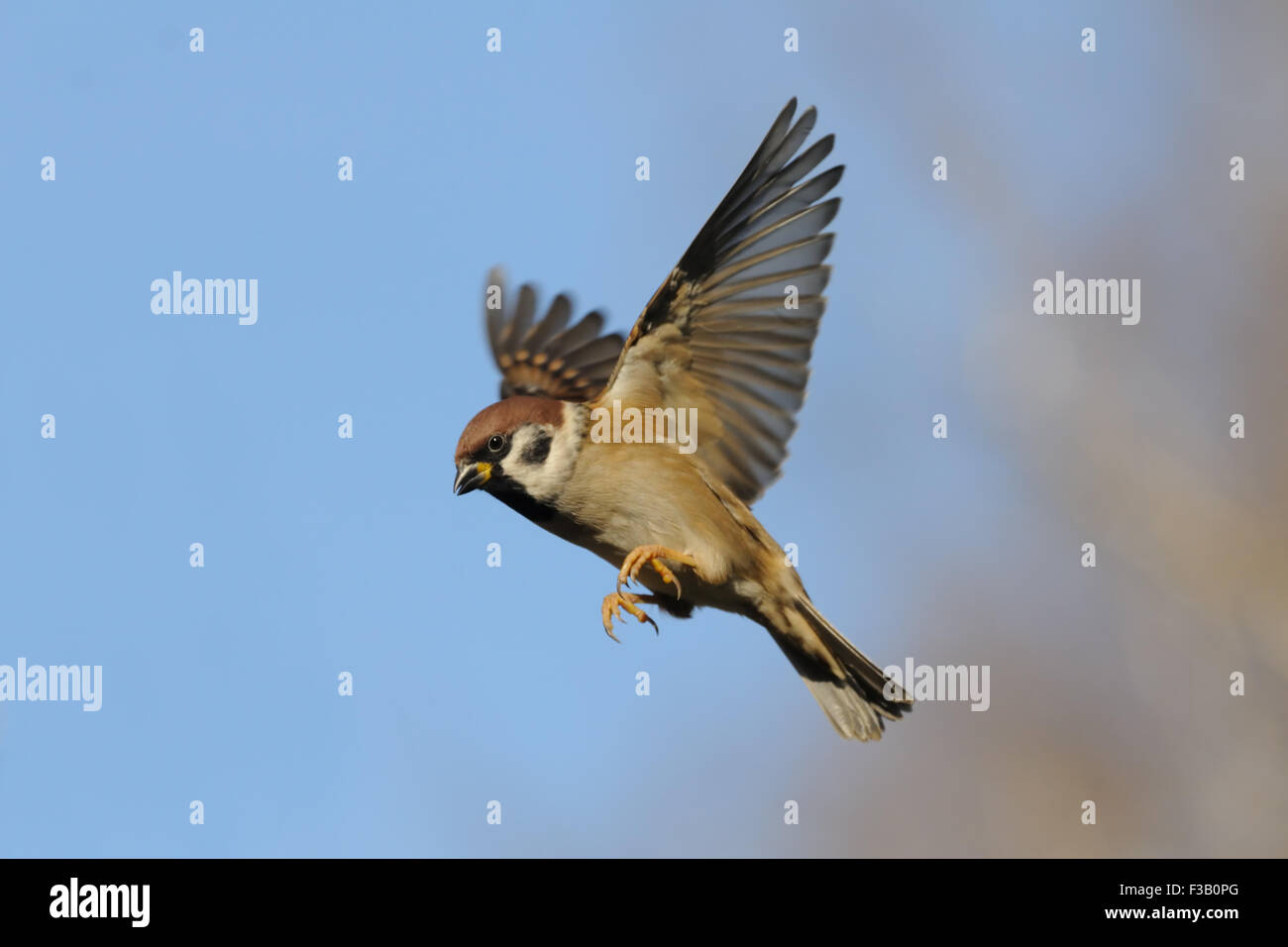 Flying Eurasian Tree Sparrow in autumn. Stock Photo