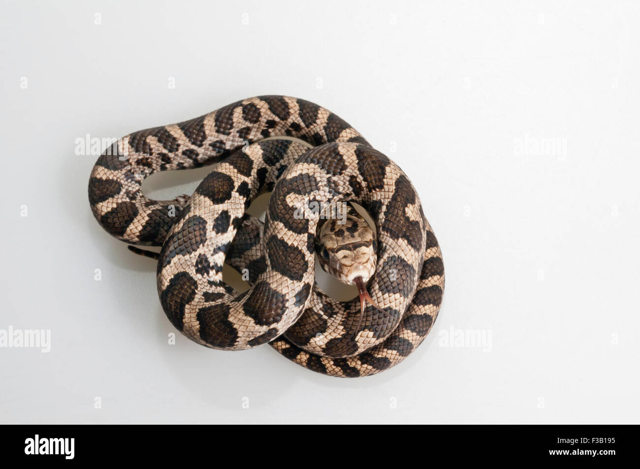 Western fox snake, Elaphe vulpina, juvenile fox snake; native to central USA; cutout with white background Stock Photo