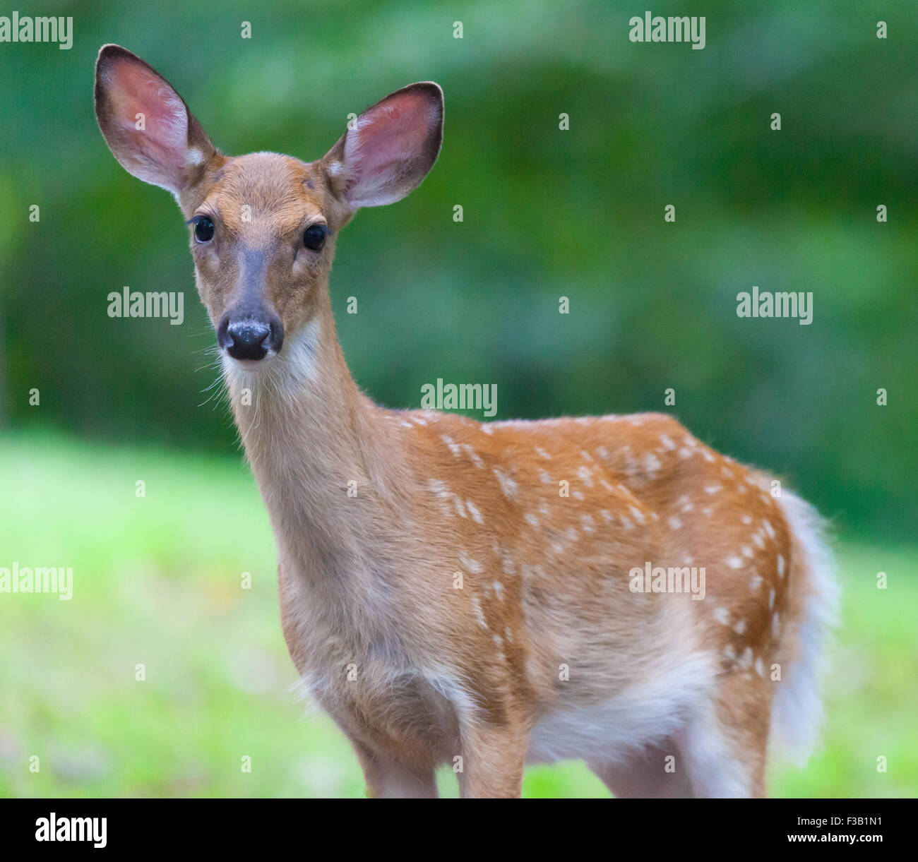 Young White-tailed Deer (Odocoileus virginianus) looking at the camera Stock Photo