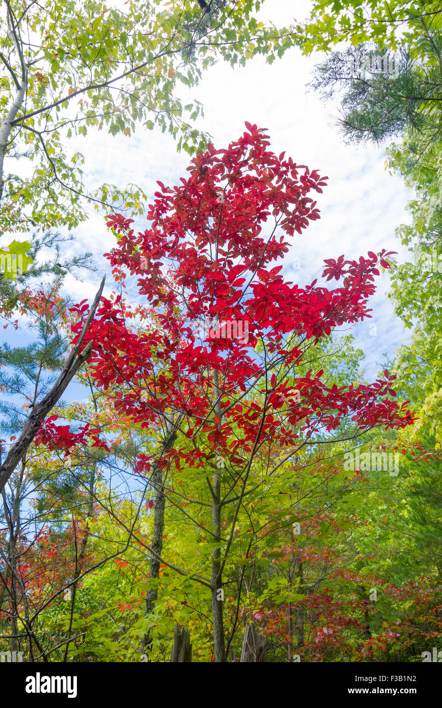 Autumn Sourwood tree  (Oxydendrum arboreum) in the Great Smoky Mountains National Park Stock Photo