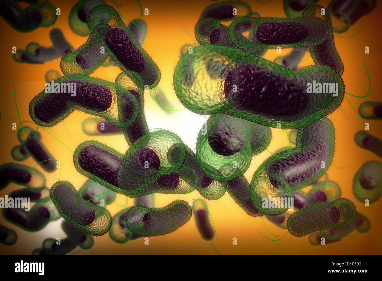 Cholera bacterium vibrio cholerae hires stock photography and images