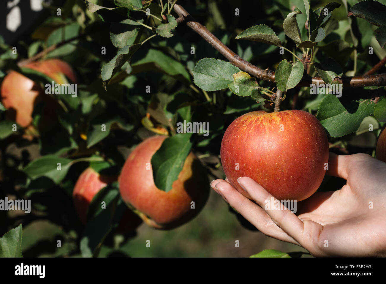 Hand holding shiny red apple hi-res stock photography and images - Alamy