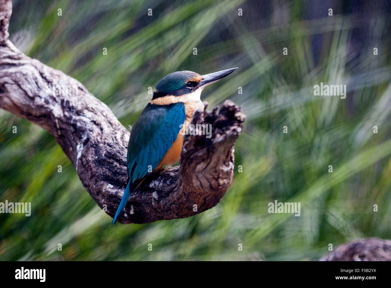 Australian kingfisher bird Stock Photo