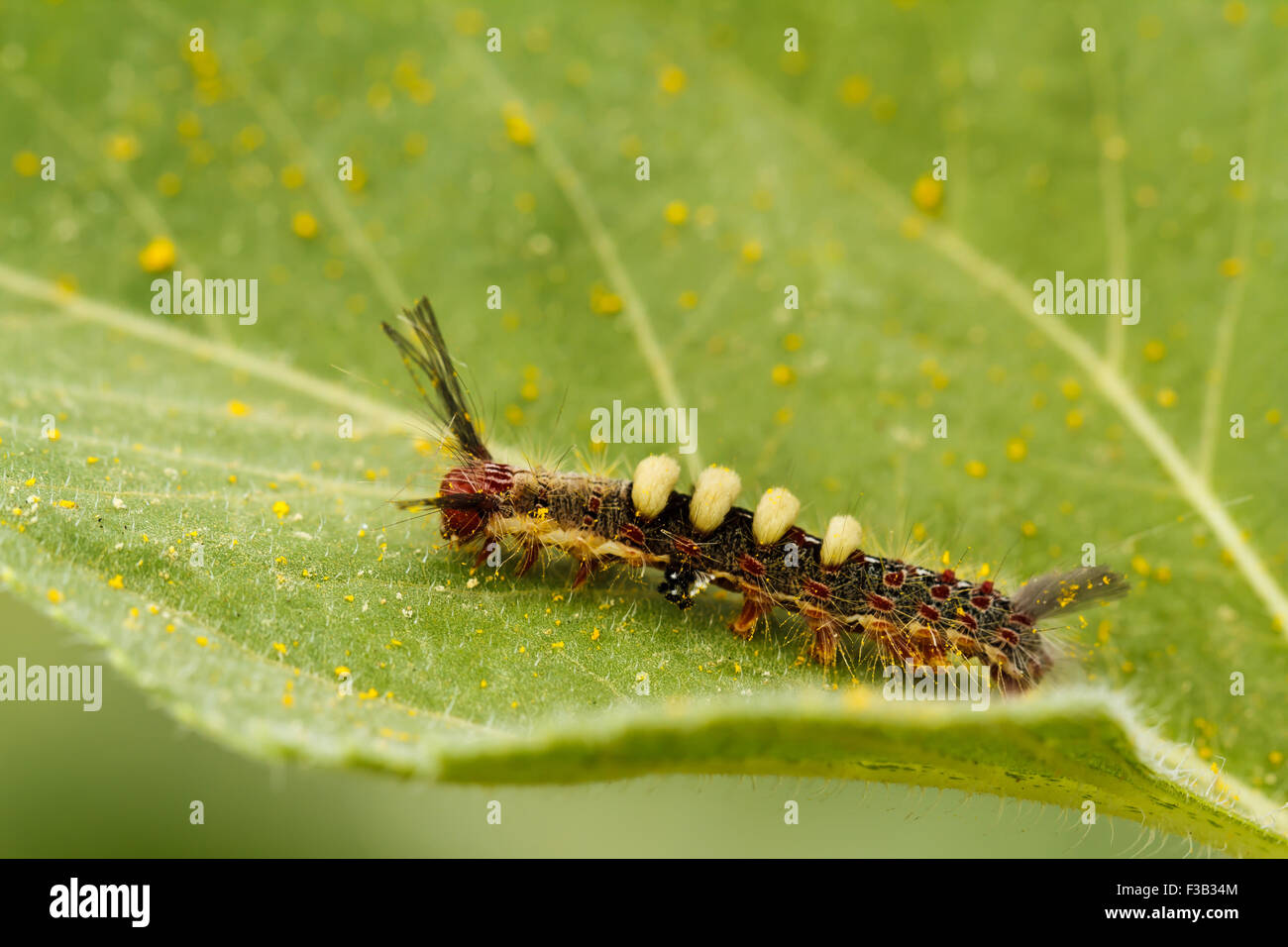 Green caterpillar sunflower hires stock photography and images Alamy